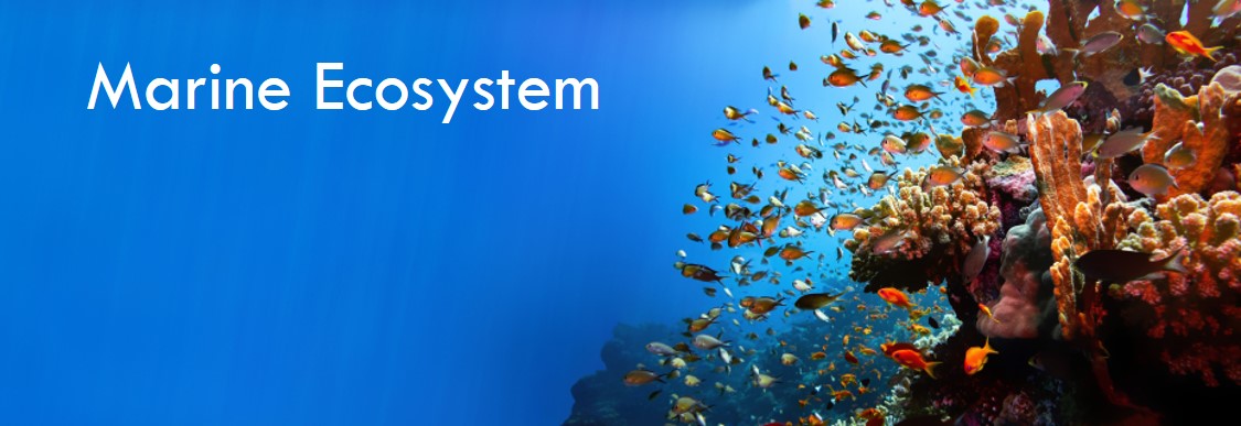 Marine Ecosystem