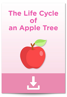 Primary 4 - 6 Game Sheet - The Life Cycle of an Apple Tree