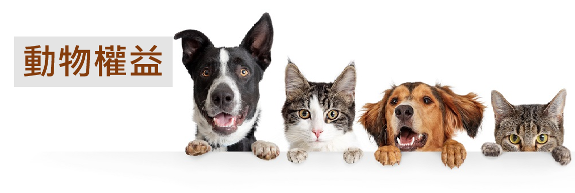 動物權益